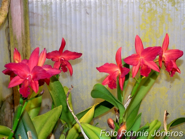 Cattleya jewel box